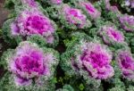 The Colorful,eatable Vegetables In The Garden Stock Photo