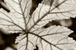 Texture Leaf On Black And White Stock Photo