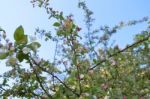 The Blooming Of Apple Trees Stock Photo