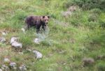 Brown Bear In Asturian Lands Stock Photo