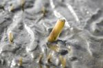 How To Catch Razor Clams On Dutch Beach Stock Photo