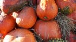 Pumpkin  Stock Photo