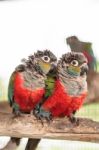 Two Crimson Bellied Conure Stock Photo