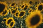 Sunflowers In A Field In The Afternoon Stock Photo