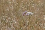 Wild Carrot (daucus Carota) In Sardinia Stock Photo