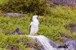 Nazca Booby In Galapagos Stock Photo