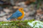 Male Orange Headed Thrush Stock Photo