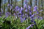 Bluebells In Wepham Wood Stock Photo