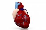 Human Heart Stock Photo