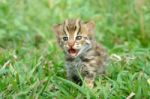 Baby Leopard Cat Stock Photo