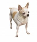 Chihuahua Dog Stock Photo