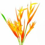 Orange Heliconia Stock Photo