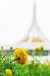 Marigold Flowers In Park Stock Photo