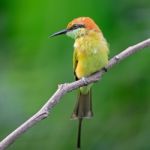 Little Green Bee-eater Stock Photo