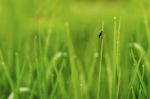 Color Full Insect On Grass After Rain Stock Photo