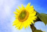 Sunflower With Blue Sky Stock Photo