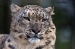 Snow Leopard (panthera Uncia) Stock Photo