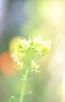 Flowering  Cabbage Stock Photo