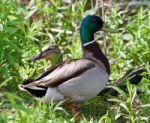 Beautiful Isolated Image Of Two Mallards Standing Stock Photo