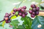 Coffee Beans Ripening On Tree Stock Photo