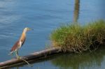 Javan Pond-heron Stock Photo