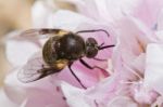 Bombylius Bee-fly Stock Photo