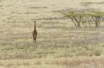 Giraffe In Serengeti National Park Stock Photo