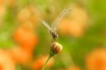 Yellow Black Pattern Dragon Fly Close Up Stock Photo