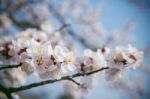 Cherry Blossom With Soft Focus, Sakura Season Background Stock Photo