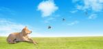 Cute Dog On Green Field Stock Photo