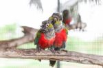 Two Crimson Bellied Conure Stock Photo