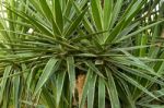 Palm Trees Stock Photo