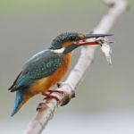 Common Kingfisher Stock Photo