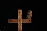 Tawny Owl And Wooden Cross Stock Photo