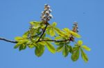 Horse Chestnut Tree Bursting With New Growth Stock Photo