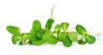 Sunflower Sprouts Isolated On The White Background Stock Photo