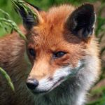 Close-up Of A Red Fox (vulpes Vulpes) Stock Photo