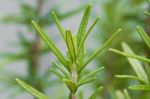 Fresh Rosemary Stock Photo