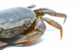 Field Crab Stock Photo