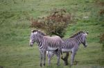 Grévy's Zebra (equus Grevyi) Stock Photo