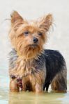 Yorkshire Terrier Stock Photo