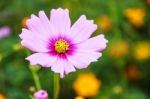 Colorful Cosmos Flower Blooming In The Field Stock Photo