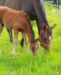 Mare And Foal Stock Photo