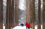 Nami Island - South Korea - January 19: Tourists Taking Photos Of The Beautiful Scenery Around Nami Island On January 19, 2015, South Korea Stock Photo