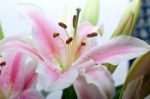 Pink Lily Flower Bouquet Stock Photo