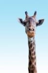 Giraffe Stock Photo