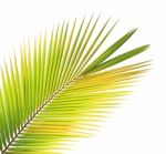 Coconut Leaf Isolated White Background Stock Photo