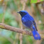 Large Niltava Bird Stock Photo