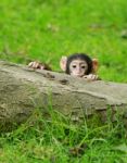 Baby Monkey Peeping Stock Photo