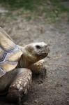 Tortoise Turtle Stock Photo